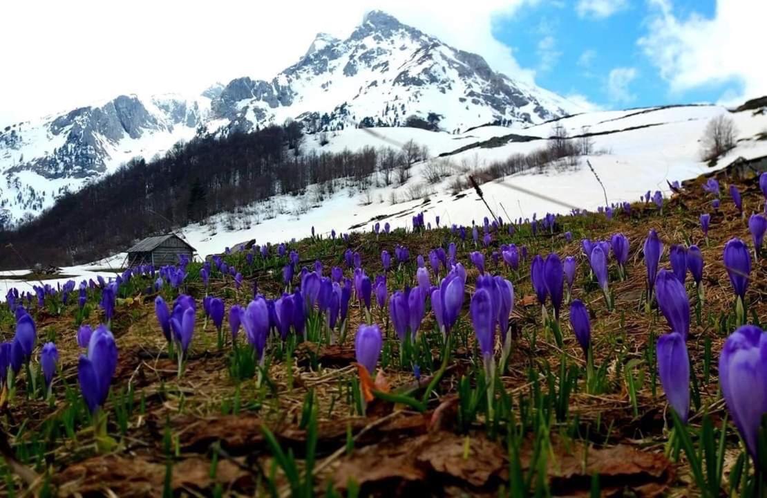 Komovi Eko Katun Martinovica 1750 *